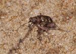 Cicindela hybrida (northern dune tiger beetle)