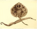 Pavoraja nitida (peacock skate)