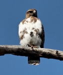 Madagascar buzzard (Buteo brachypterus)