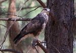 forest buzzard (Buteo trizonatus)