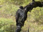 mountain buzzard (Buteo oreophilus)