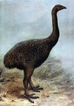 Upland Moa (Megalapteryx didinus)