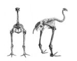 Bush moa (Anomalopteryx didiformus)