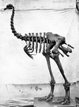 Heavy-footed moa (Pachyornis elephantopus)