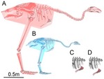 Crested moa (Pachyornis australis)