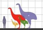 Moas (Order Dinornithiformes)