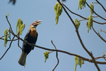 Narcondam hornbill (Rhyticeros narcondami)