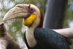 Wreathed hornbill (Rhyticeros undulatus)