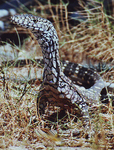 perentie (perente) (Varanus giganteus)