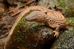 Earless monitor lizard (Lanthanotus borneensis)