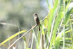 White-throated flycatcher (Empidonax albigularis)