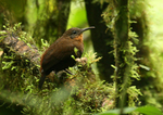 Tawny-throated leaftosser (Sclerurus mexicanus)