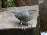 American dipper, water ouzel (Cinclus mexicanus)