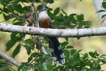 Chestnut-bellied cuckoo (Hyetornis pluvialis)