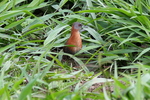 White-throated crake (Laterallus albigularis)