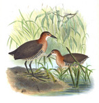 White-throated crake (Laterallus albigularis)