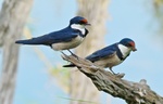 White-throated swallow (Hirundo albigularis)
