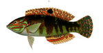 Halichoeres timorensis, Timor wrasse