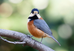 varied tit (Sittiparus varius)