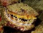 Spondylus varius, variable thorny oyster