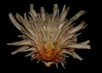 Spondylus americanus, Atlantic thorny oyster