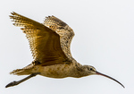 Long-billed curlew (Numenius americanus)