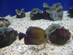 Zebrasoma scopas (brown tang, twotone tang)