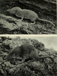 Lesser forest shrew (Sylvisorex oriundus)