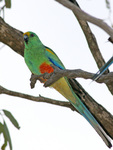 mulga parrot (Psephotus varius = Psephotellus varius)