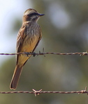 variegated flycatcher (Empidonomus varius)