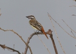 sulphur-bellied flycatcher (Myiodynastes luteiventris)