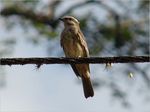 piratic flycatcher (Legatus leucophaius)