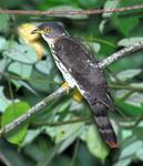 Malaysian hawk-cuckoo, Malay hawk-cuckoo (Hierococcyx fugax)
