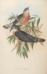 rufous hawk-cuckoo, northern hawk-cuckoo (Hierococcyx hyperythrus)