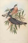rufous hawk-cuckoo, northern hawk-cuckoo (Hierococcyx hyperythrus)