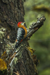 rufous-bellied woodpecker, rufous-bellied sapsucker (Dendrocopos hyperythrus)