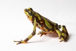 Costa Rican Variable Harlequin Toad (Atelopus varius)