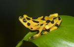 Panamanian golden frog (Atelopus zeteki)