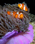 ocellaris clownfish (Amphiprion ocellaris)