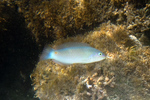 Halichoeres trimaculatus, Threespot wrasse