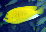 Apolemichthys trimaculatus, threespot angelfish