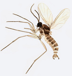 Bradysia ocellaris