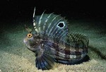 Blennius ocellaris (butterfly blenny)