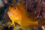 Ringneck blenny (Parablennius pilicornis)