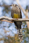 yellow wattlebird (Anthochaera paradoxa)