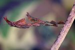 ghost mantis (Phyllocrania paradoxa)