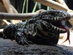 Argentine black and white tegu (Salvator merianae)