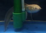 gilled African lungfish (Protopterus amphibius)