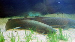 Queensland lungfish, Neoceratodus forsteri