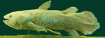 West Indian Ocean coelacanth (Latimeria chalumnae)